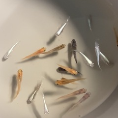 改良メダカ  若魚  20匹  ✨ミックス✨の画像