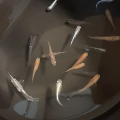 改良メダカ  若魚  20匹  ✨ミックス✨の画像