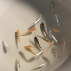 改良メダカ  若魚  20匹  ✨ミックス✨の画像