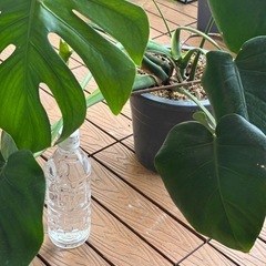 モンステラ鉢植えの画像