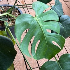 モンステラ鉢植えの画像