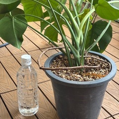 モンステラ鉢植えの画像