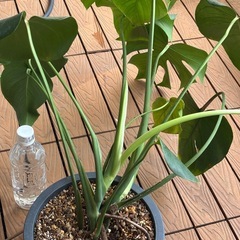 モンステラ鉢植えの画像