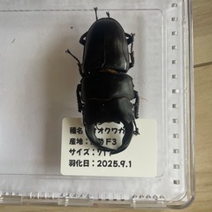 能勢産　オオクワガタペア　♂71mm ♀45mmの画像