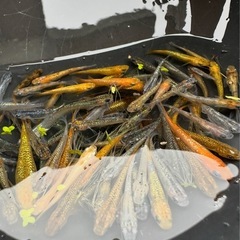 メダカ めだか展示会9月23日最終セール最大半額あります。の画像