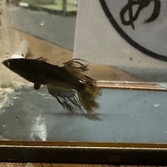 メダカ めだか展示会9月23日最終セール最大半額あります。の画像