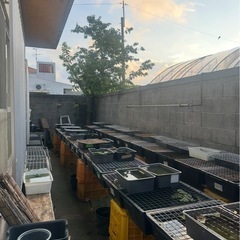 メダカ めだか展示会9月23日最終セール最大半額あります。の画像