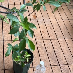 ガジュマル鉢植えの画像