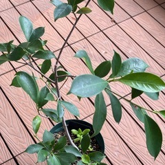 ガジュマル鉢植えの画像