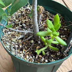 ガジュマル鉢植えの画像