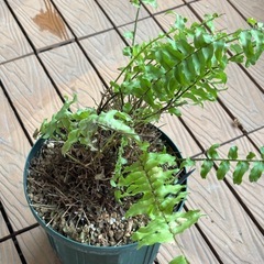 ネフロレピスツデー鉢植え　シダの画像