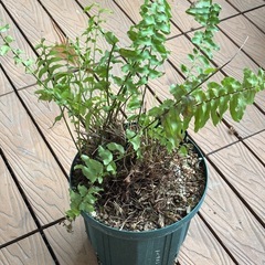 ネフロレピスツデー鉢植え　シダの画像
