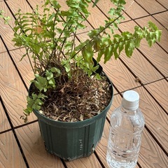 ネフロレピスツデー鉢植え　シダの画像