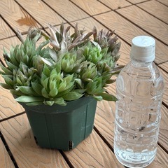 軟葉ハオルチア群生　鉢植えの画像