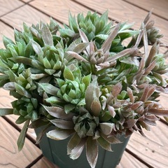 軟葉ハオルチア群生　鉢植えの画像