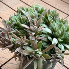 軟葉ハオルチア群生　鉢植えの画像