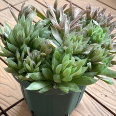 軟葉ハオルチア群生　鉢植えの画像