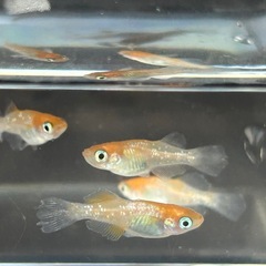 ハイビスカスメダカ　若魚2ペアの画像