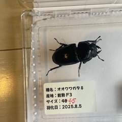 能勢産　オオクワガタペア　♂71mm ♀45mmの画像