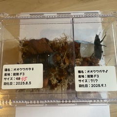 能勢産　オオクワガタペア　♂71mm ♀45mmの画像
