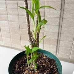 ドラセナレッドコーディライン　鉢植えの画像