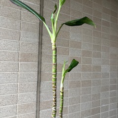 ドラセナレッドコーディライン　鉢植えの画像