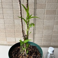 ドラセナレッドコーディライン　鉢植えの画像