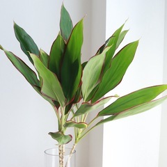 ドラセナレッドコーディライン　鉢植えの画像