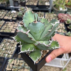 アガベ　黒鯨　の画像