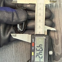[国産オオクワガタNO:181]川西産75ミリペ  の画像