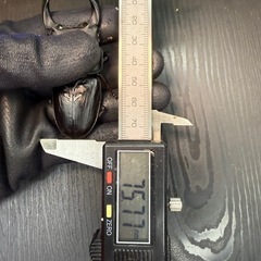 [国産オオクワガタNO:181]川西産75ミリペ  の画像