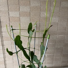月下美人　鉢植えの画像