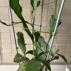 月下美人　鉢植えの画像