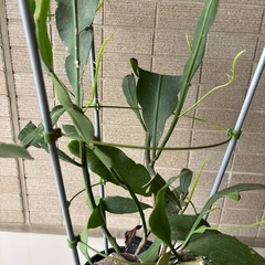 月下美人　鉢植えの画像