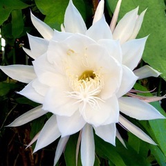 月下美人　鉢植えの画像