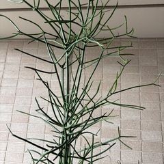 ユーフォルビアミルクブッシュ鉢植えの画像