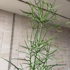ユーフォルビアミルクブッシュ鉢植えの画像