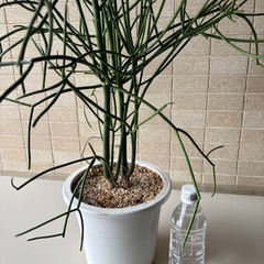 ユーフォルビアミルクブッシュ鉢植えの画像