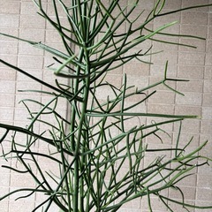 ユーフォルビアミルクブッシュ鉢植えの画像