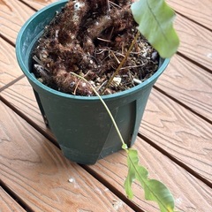 フレボディウムブルースターA　シダ植物の画像