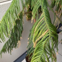 ナンヨウスギ　アローカリア鉢植えの画像