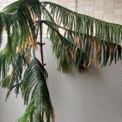 ナンヨウスギ　アローカリア鉢植えの画像