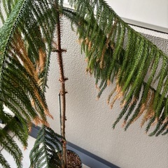 ナンヨウスギ　アローカリア鉢植えの画像