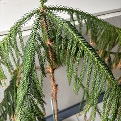 ナンヨウスギ　アローカリア鉢植えの画像