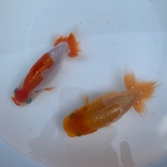 金魚(らんちゅう)の画像