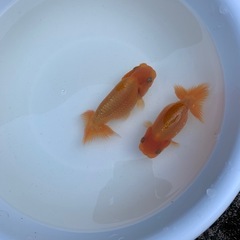 金魚(らんちゅう)の画像