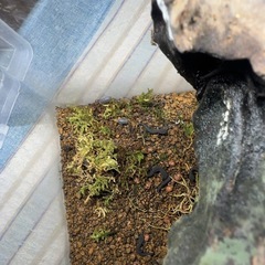 シナイモリ　上陸幼体　4匹 + 補償1匹　計5匹　配送可の画像