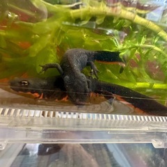 シナイモリ　上陸幼体　4匹 + 補償1匹　計5匹　配送可の画像
