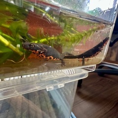 シナイモリ　上陸幼体　4匹 + 補償1匹　計5匹　配送可の画像