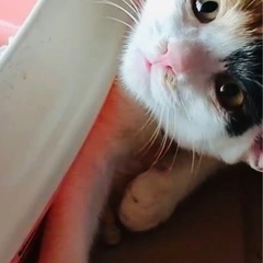 人気の三毛猫！約4ヶ月の飛び三毛の女の子
